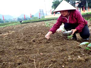 Nông dân xã Ngọc Lương (Yên Thủy) trồng cây màu vụ đông 2015 - 2016.